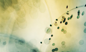 Close up of cells under a microscope